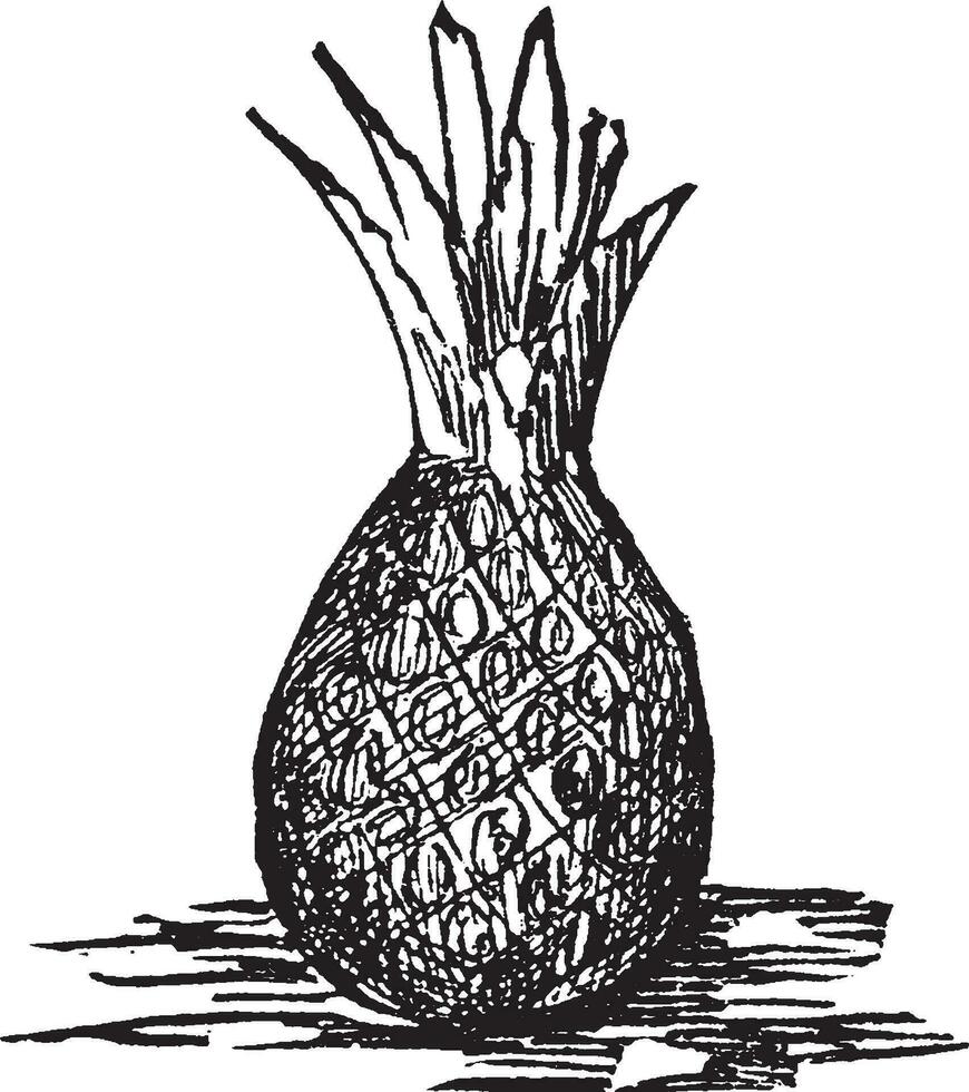 illustration vintage d'ananas. vecteur