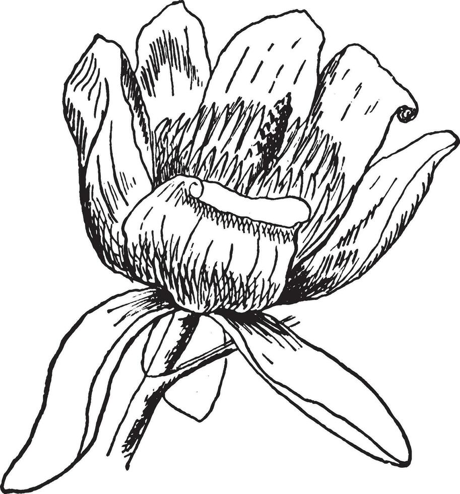 tulipier fleur ancien illustration. vecteur
