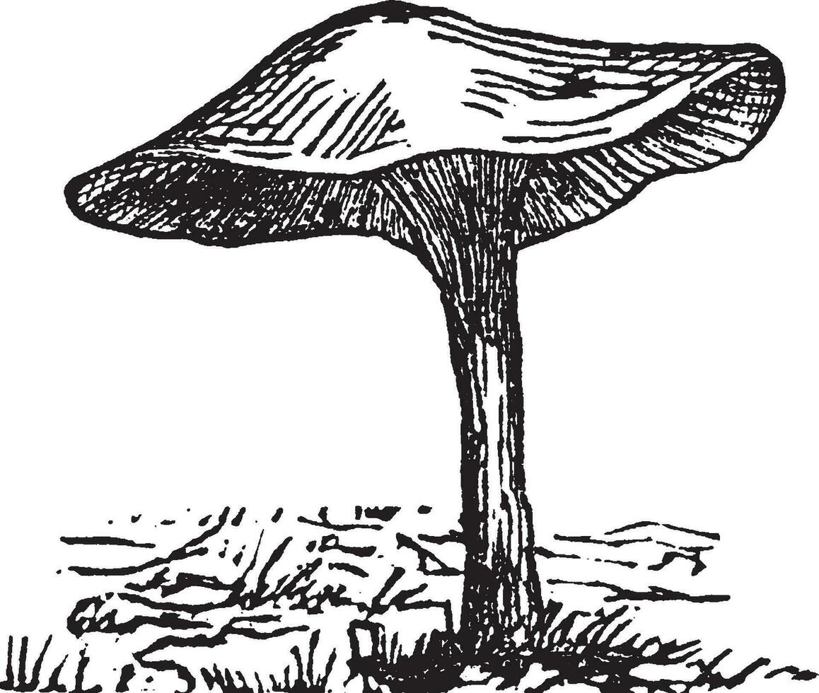 champignon vénéneux ancien illustration. vecteur