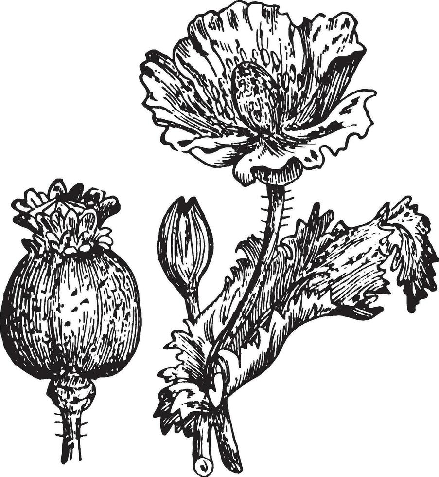 illustration vintage d'opium. vecteur