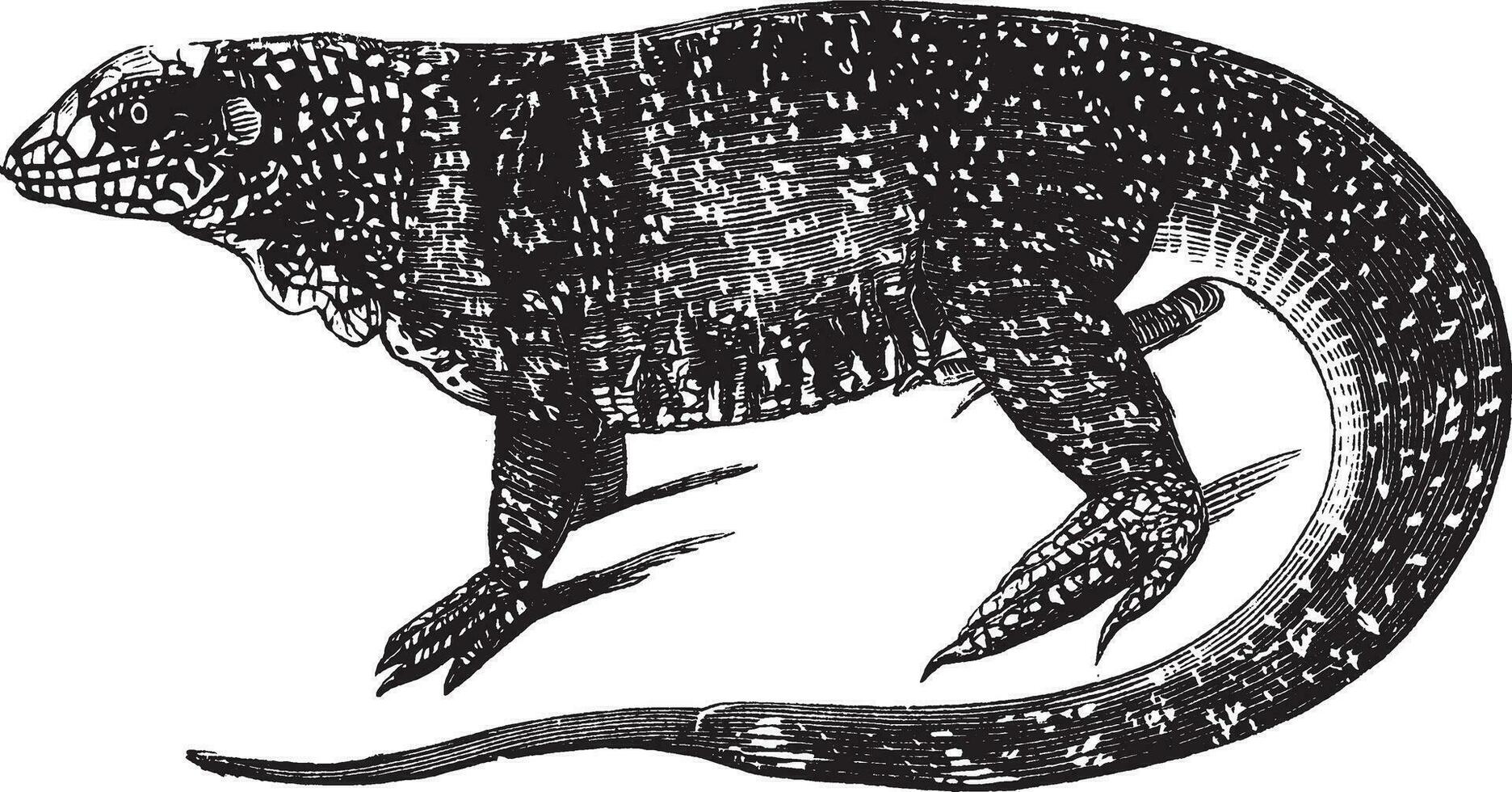 panaché lézard, ancien illustration. vecteur