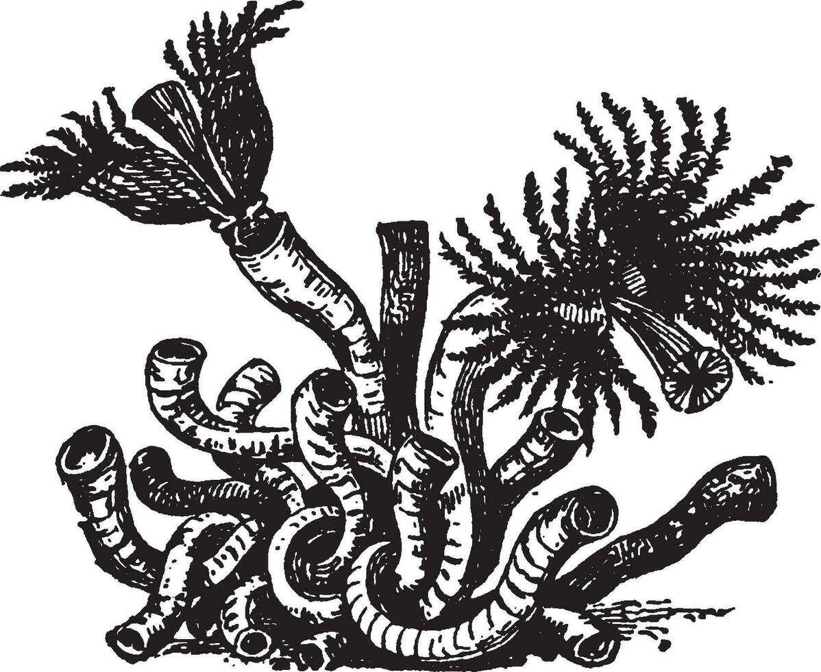 serpule, ancien illustration. vecteur