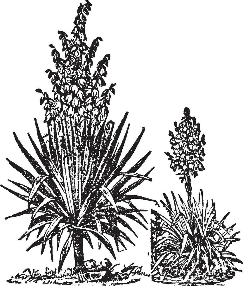 illustration vintage de yucca. vecteur