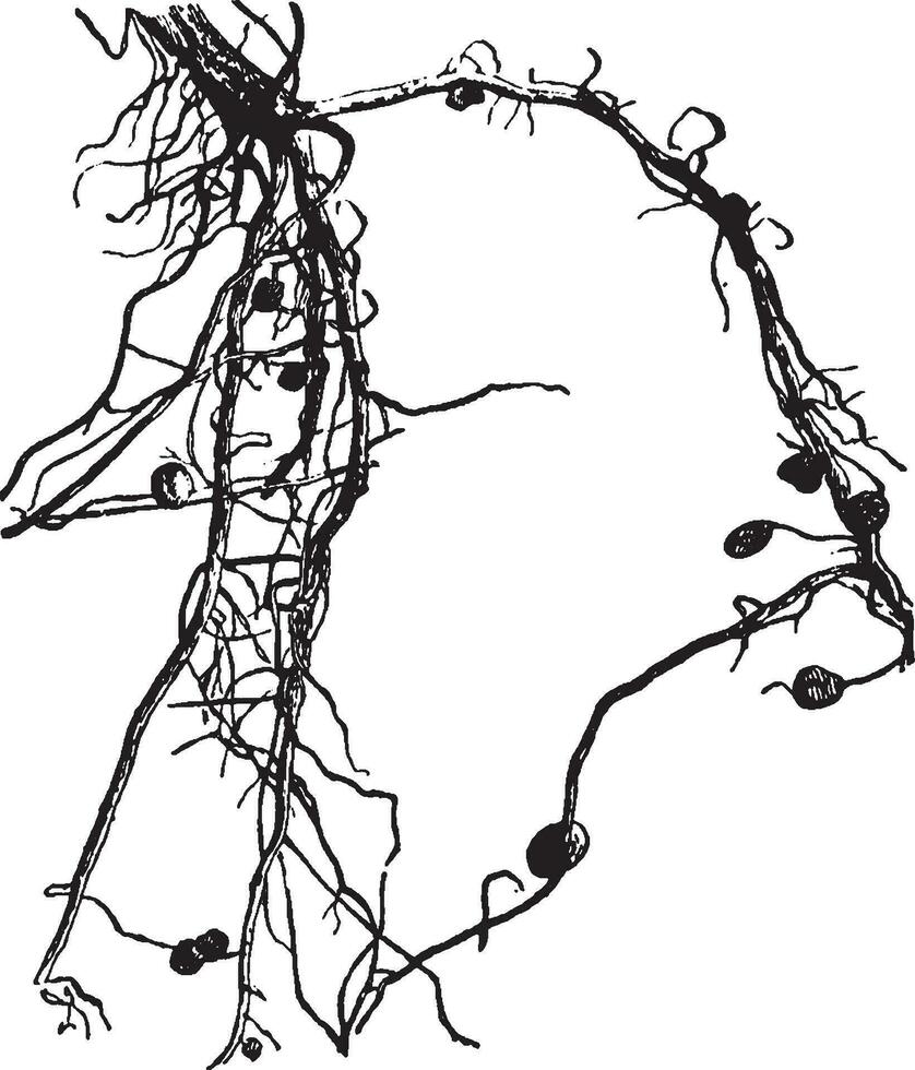 nodules, racine ancien illustration. vecteur