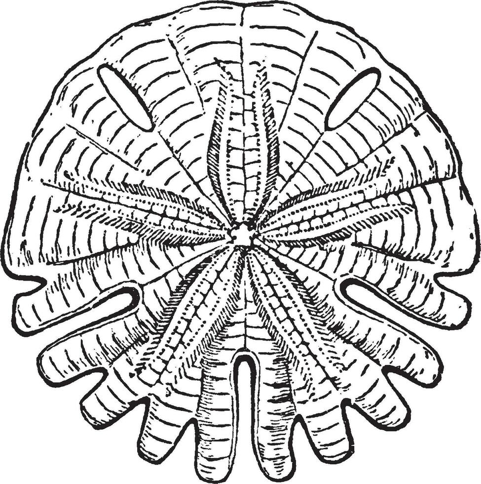 rotule Auguste, ancien illustration. vecteur