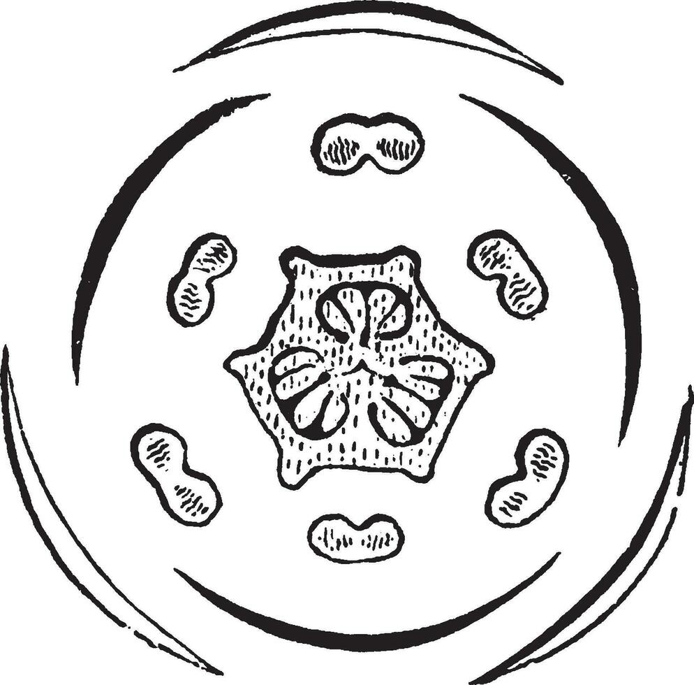 trillium ancien illustration. vecteur