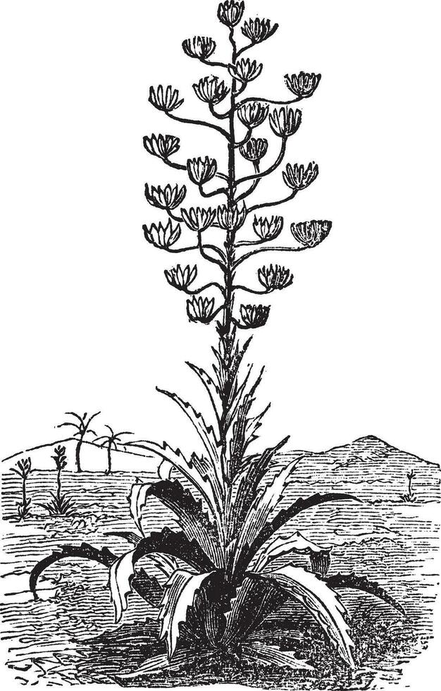 siècle plante ou agave americana vieux ancien gravure. vecteur