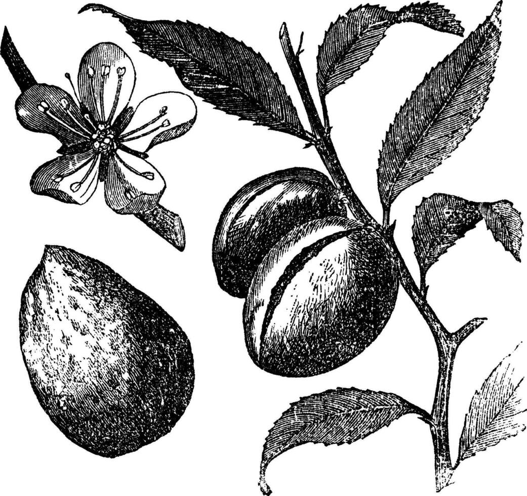 le amande arbre ou prunus Dulcis ancien gravure. fruit, fleur, feuille et amande. vecteur