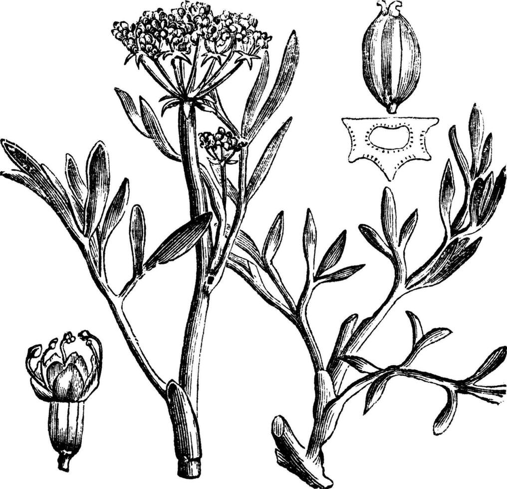 salicorne ou Roche salicorne ou crithmum maritimum, ancien gravure. vecteur