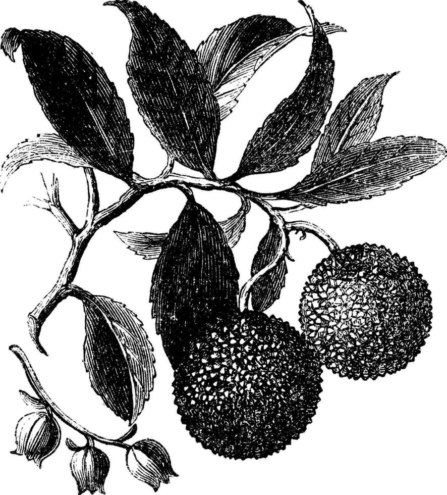 fraise arbre ou madrono ancien gravure vecteur
