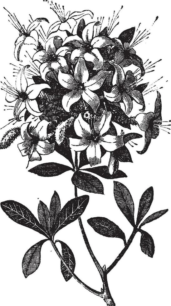 azalée ou rhododendron ancien gravure vecteur