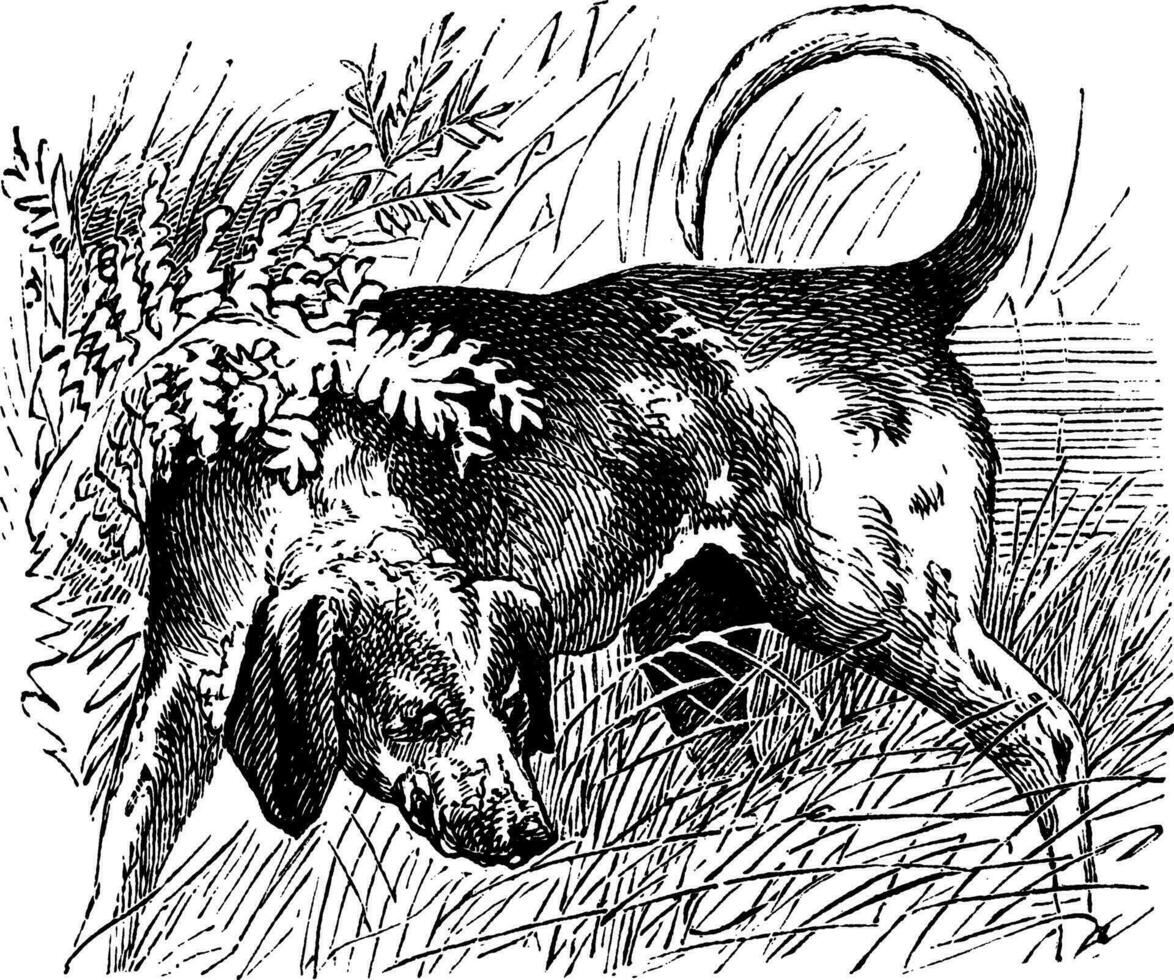 beagle ou canis lupus familiaris ancien gravure vecteur