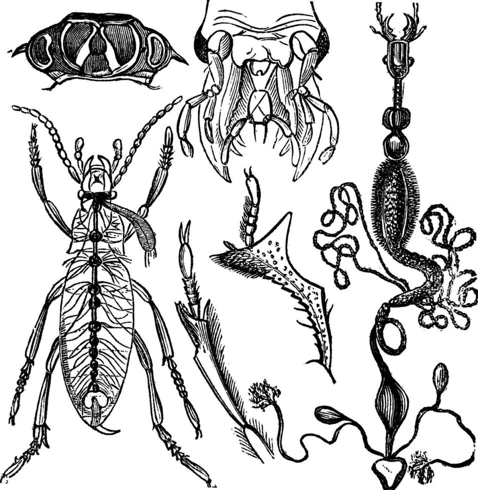 coléoptères ou langue française scientifique journal de entomologie ancien gravure vecteur