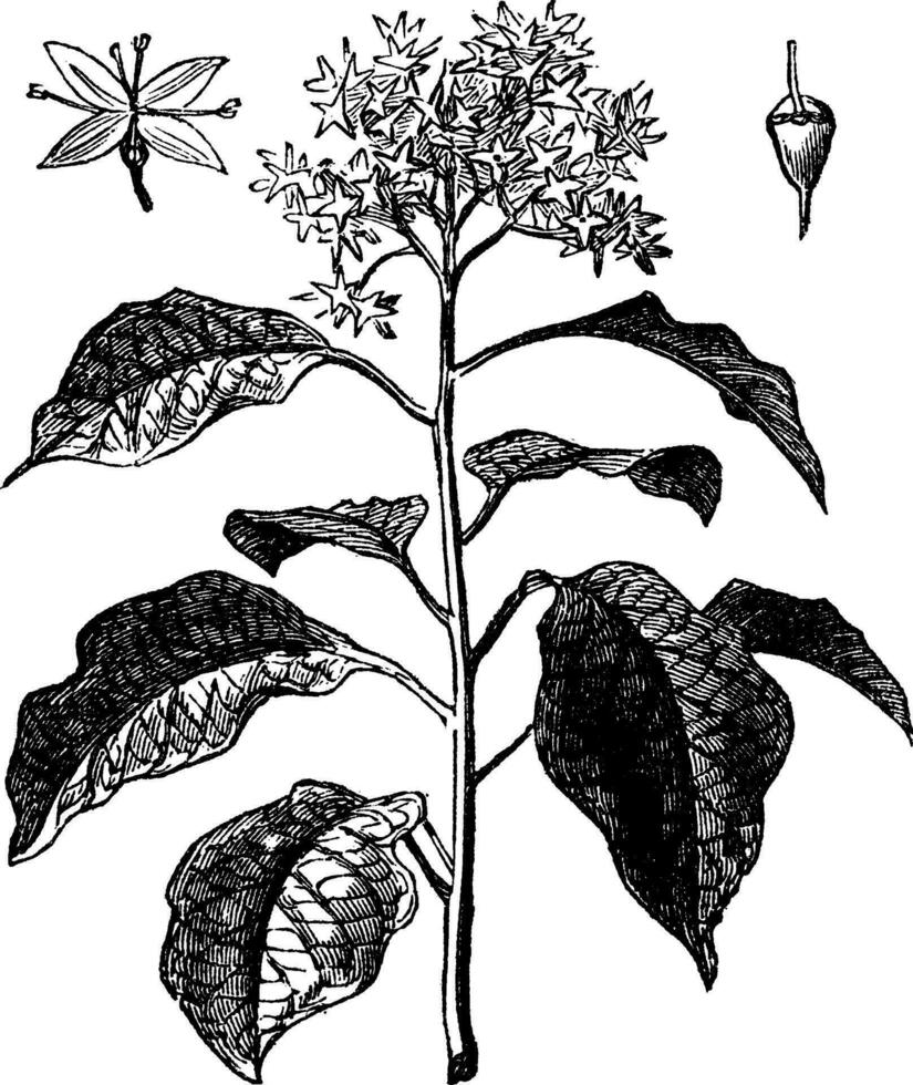 pagode cornouiller ou à feuilles alternes cornouiller ou cornus alternifolia, ancien gravure vecteur