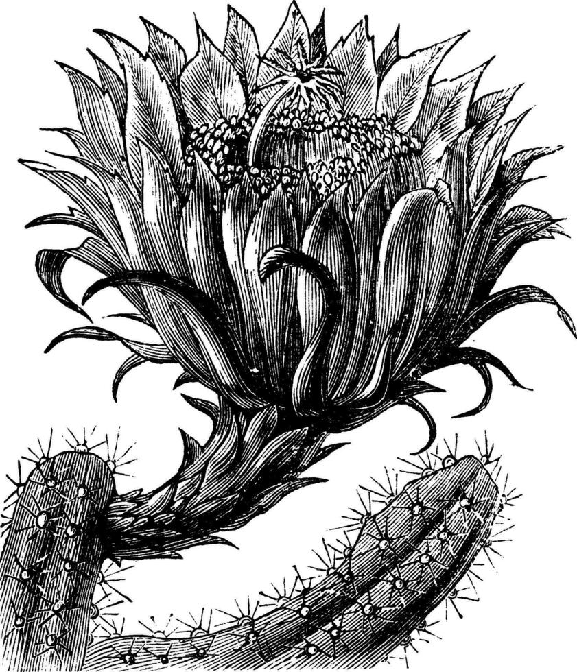 floraison nocturne cereus ou reine de le nuit ou à grandes fleurs cactus ou doux parfumé cactus ou vanille cactus ou ou selenicereus grandiflorus ancien gravure vecteur