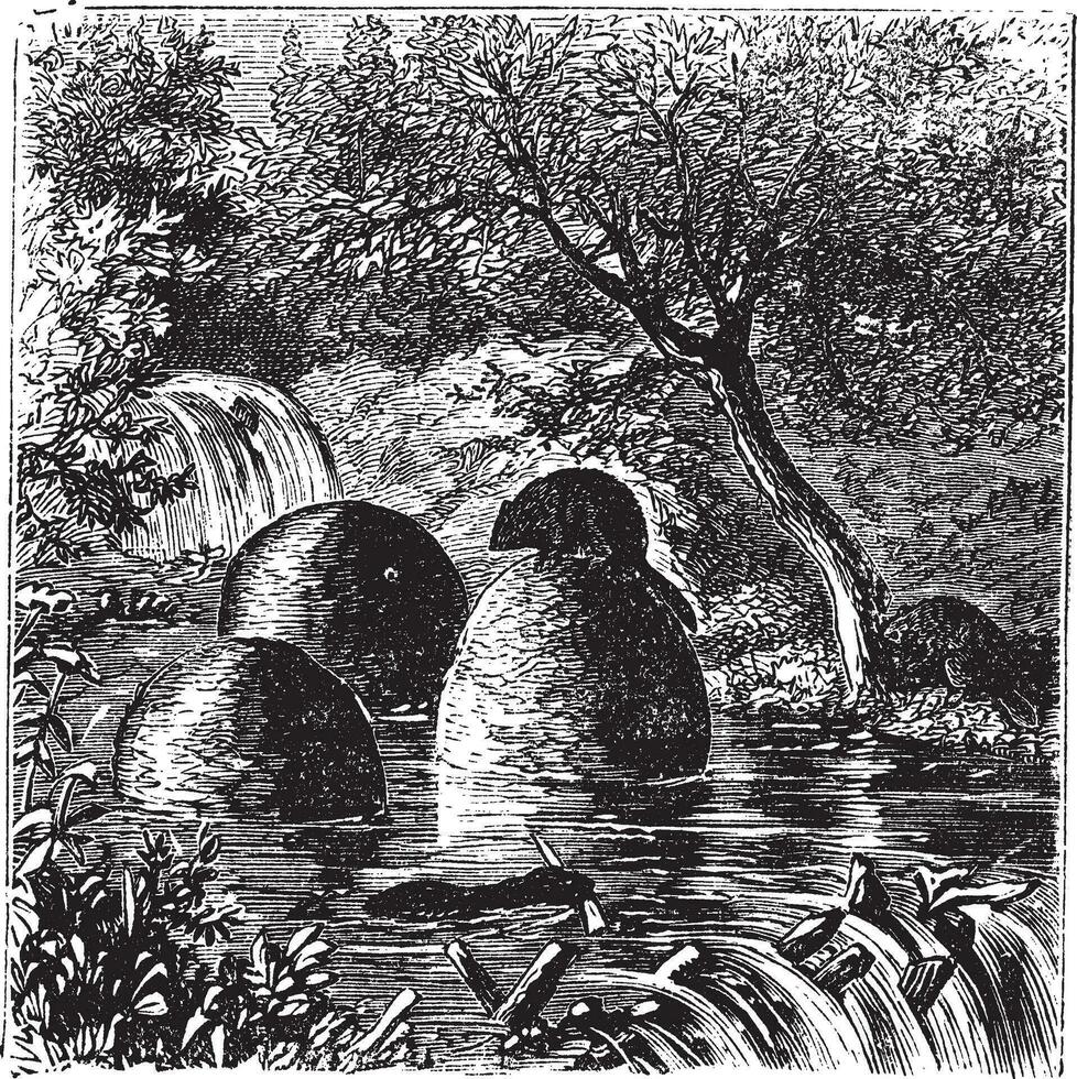 gîtes et barrages construit par castors ancien gravure vecteur