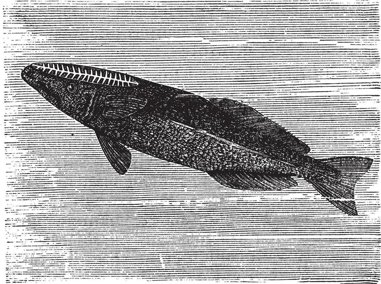 spearfish remora ou remora les brachyptères, ancien gravure vecteur