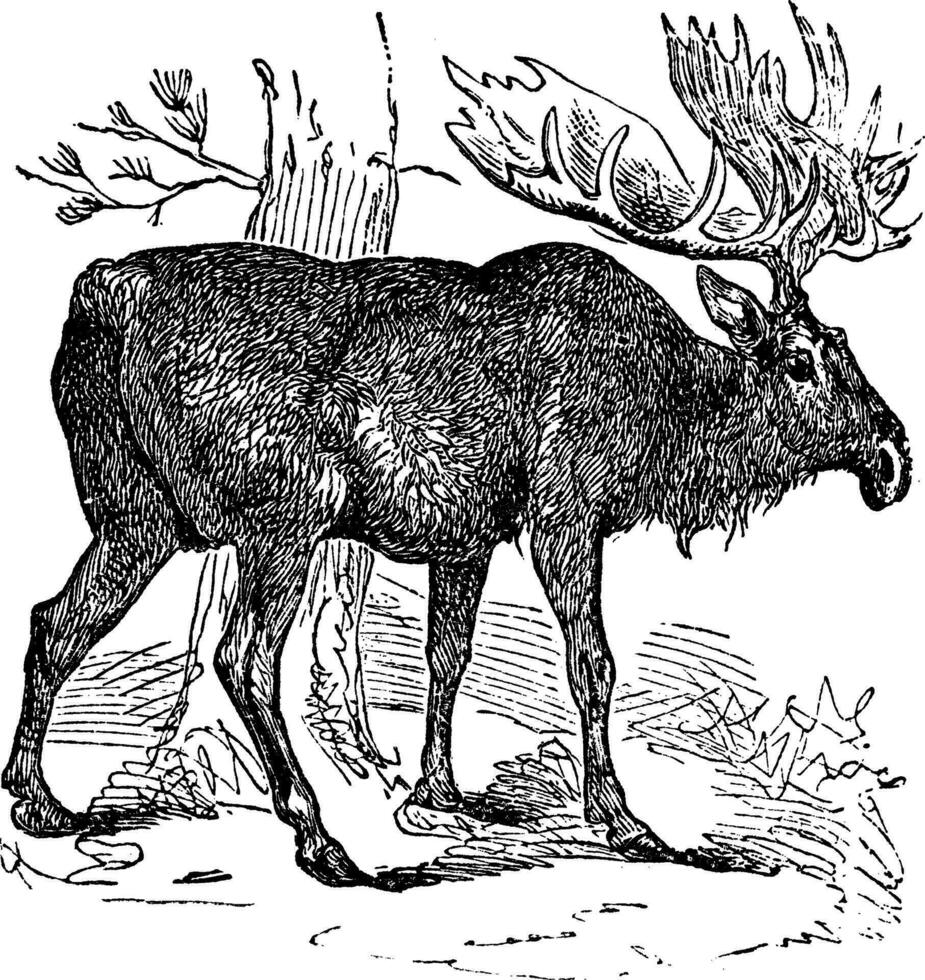 élan ou eurasien wapiti ou alces alces, ancien gravure vecteur