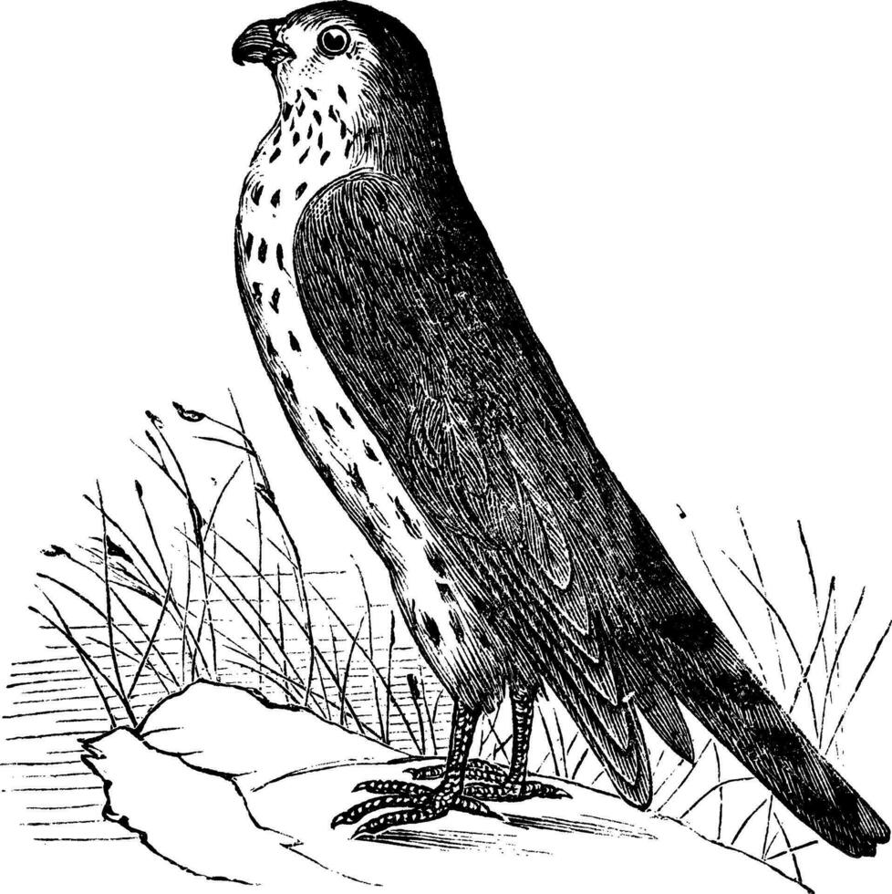 merlin ou Pigeon faucon ou falco colombaire, ancien gravure vecteur