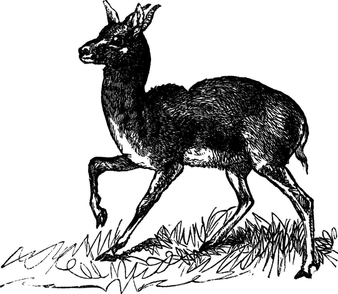 Dorcas gazelle ou Gazella Dorcas ancien gravure vecteur