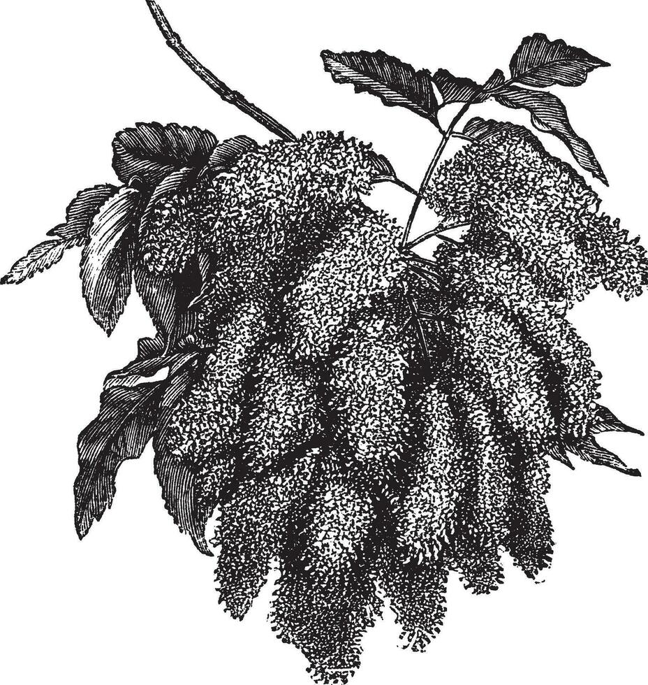 fraxinus orne ou floraison cendre ancien gravure vecteur