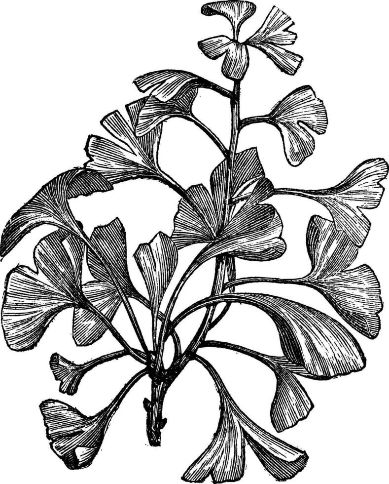 ginkgo biloba ou salisburie adiantifolia ancien gravure vecteur