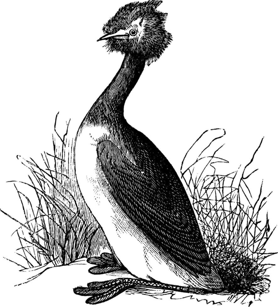 génial huppé grèbe ou podiceps Cristatus ancien gravure vecteur