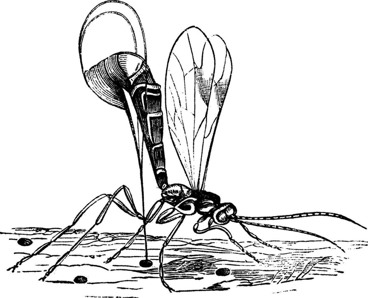 ichneumon guêpe ou ichneumon ancien gravure vecteur