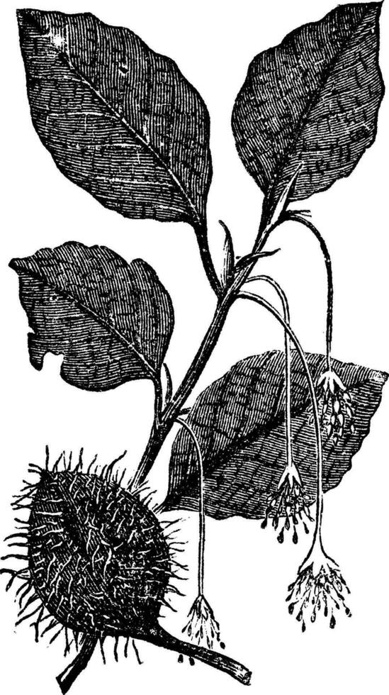 feuilles, fleurs et fruit de le hêtre ancien gravure vecteur