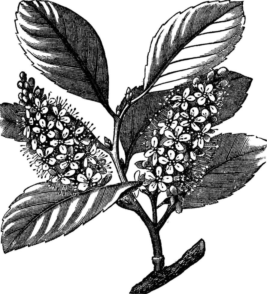 Cerise laurier prunus Laurocerasus ou Cerise laurier ancien gravure vecteur