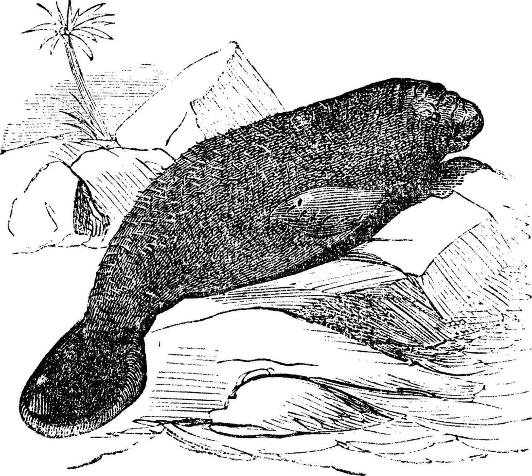 Floride lamantin manatus latirostris ancien gravure vecteur