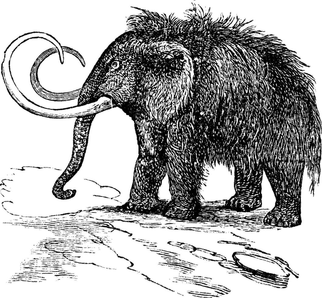 laineux mammouth ou mammuthus primigénie ancien gravure vecteur