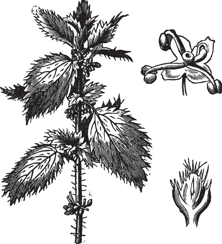 piqûre ortie ou urtica urènes, avec le étamine fleurs et pistil fleurs, ancien gravure vecteur