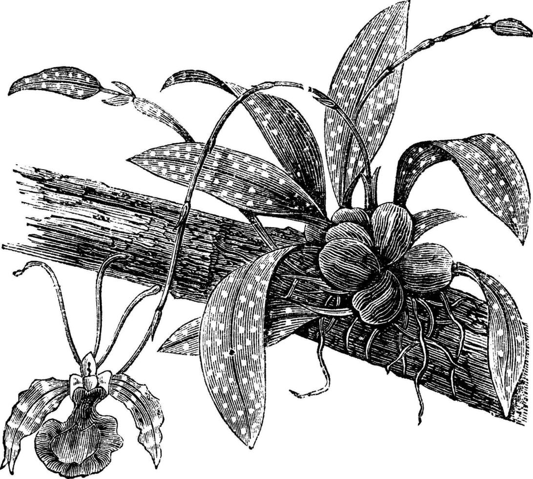 papillon oncidium ou oncidium Papilio, ancien gravure vecteur