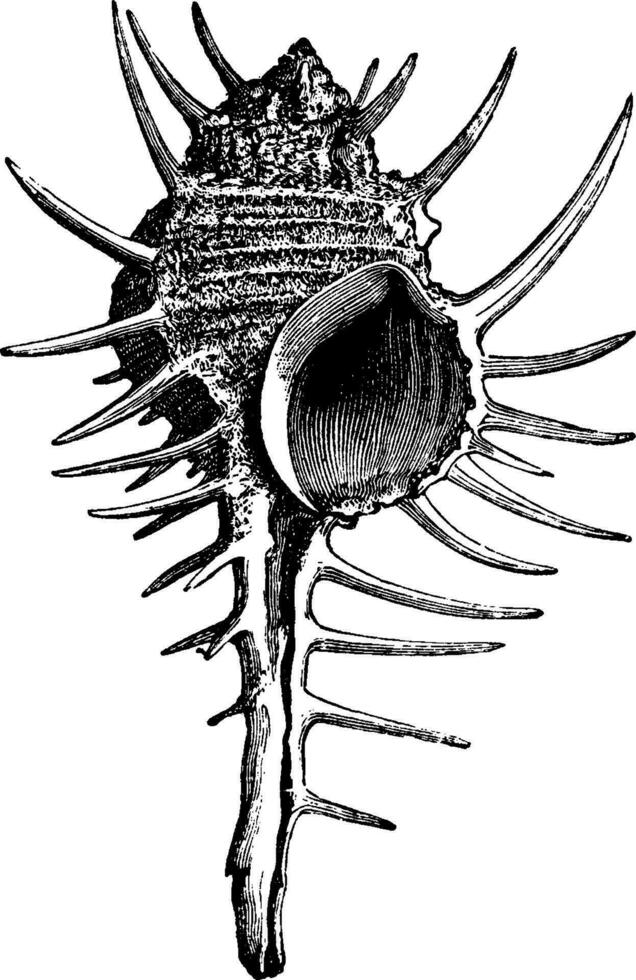 murex, ancien gravure. vecteur