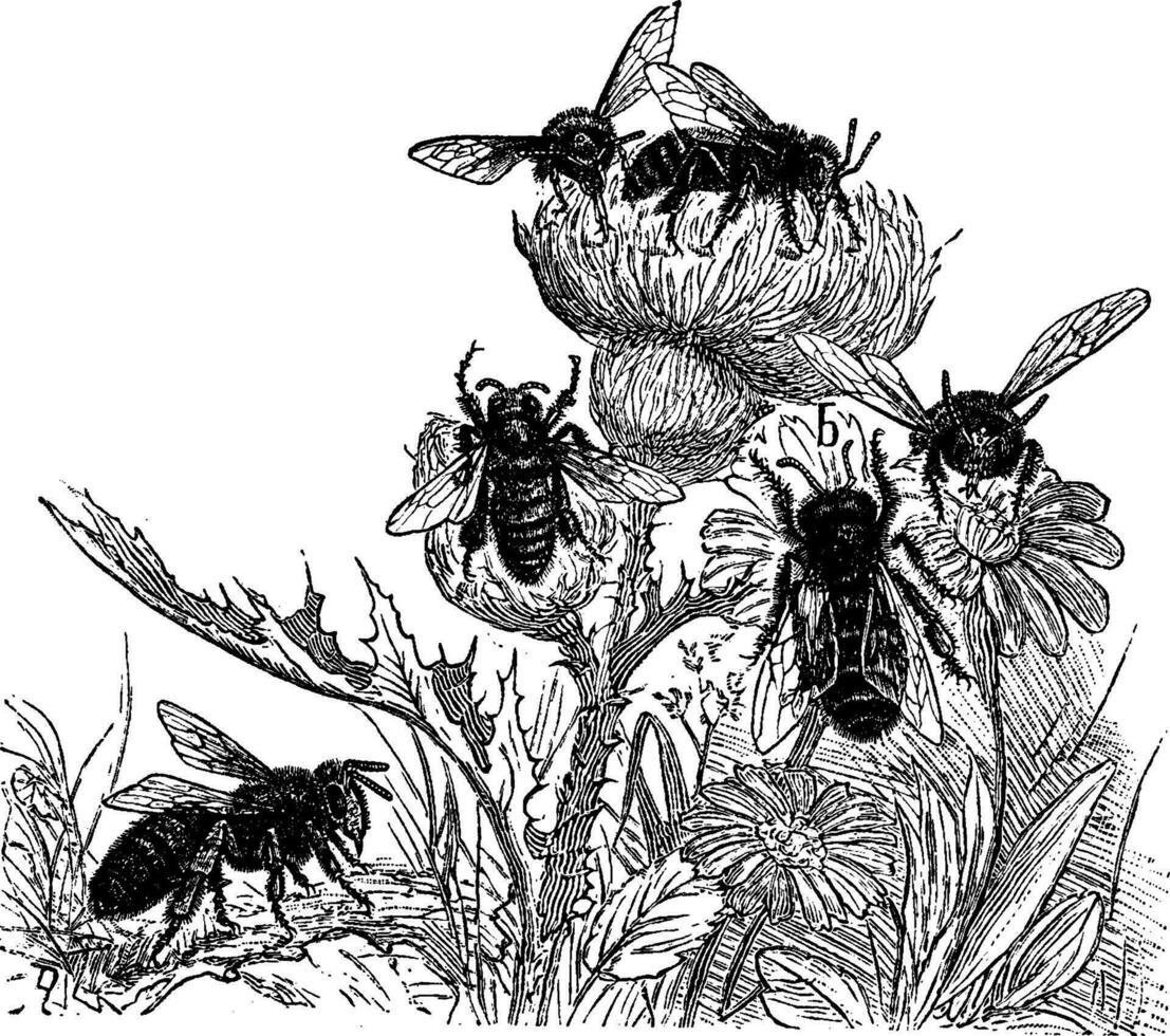 les abeilles, ancien gravure. vecteur