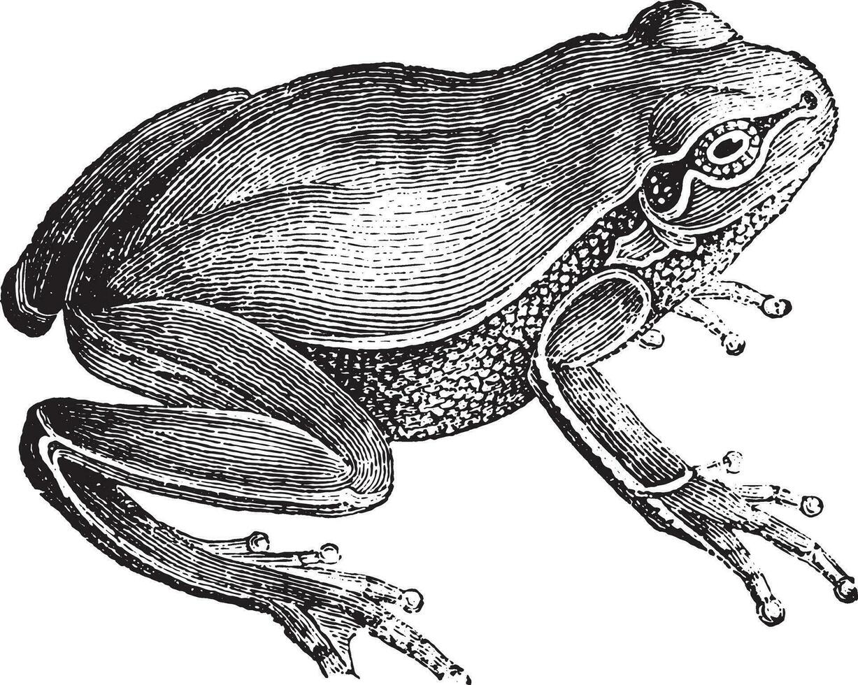 grenouille, ancien gravure. vecteur