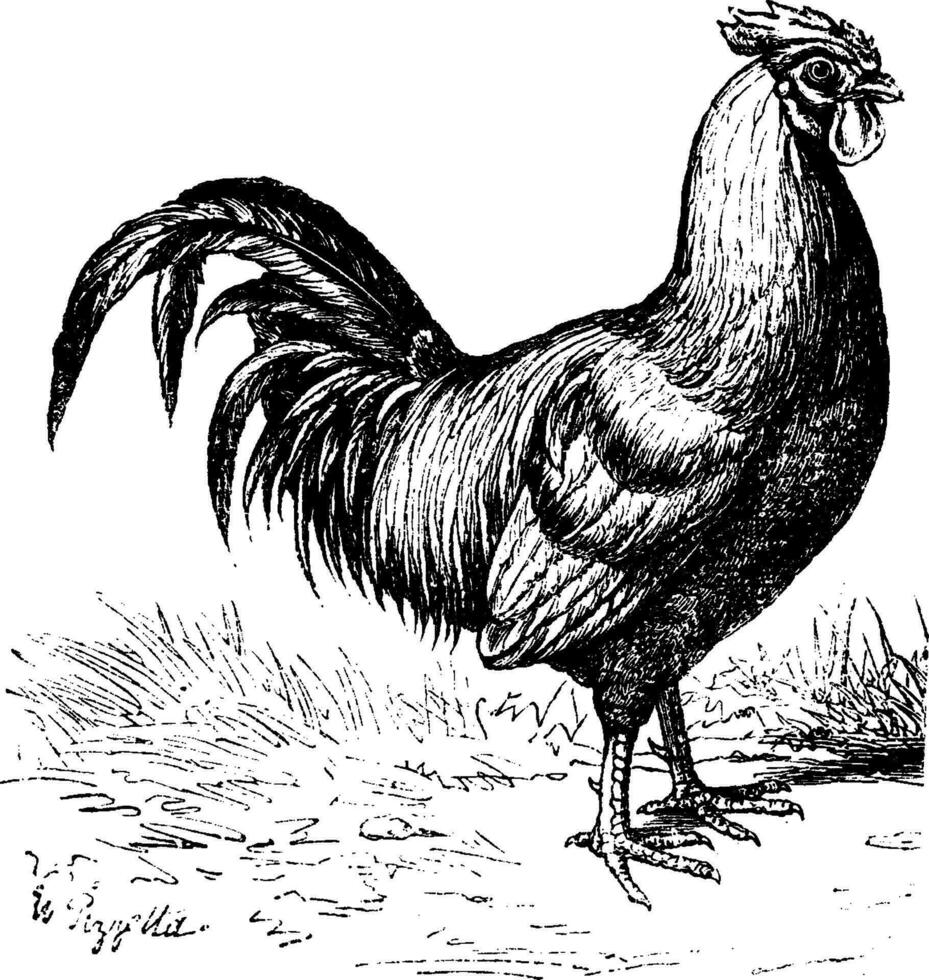 coq ou coq, ancien gravure. vecteur