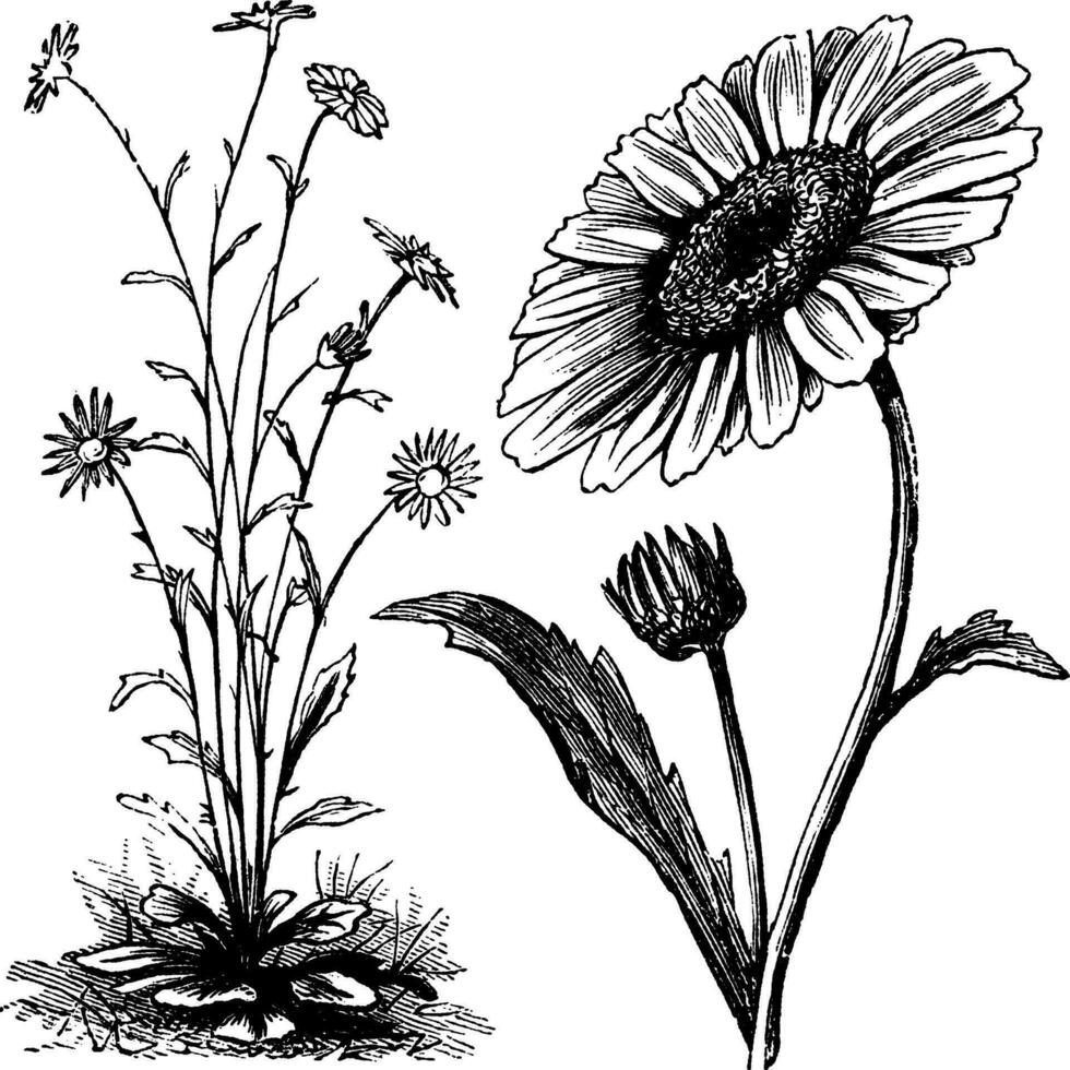 chrysanthème sp. ancien gravure vecteur