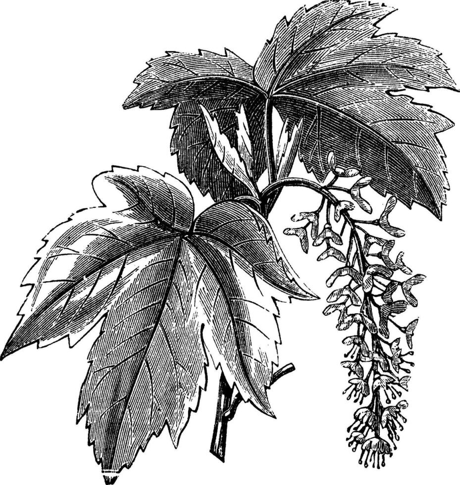 sycomore ou sycomore érable ou Acer pseudoplatane, ancien gravure vecteur