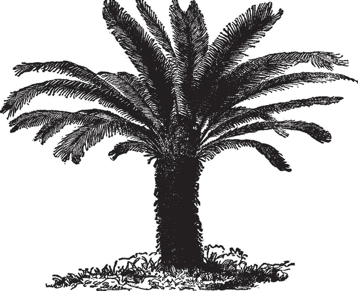 cycas révolution sagou paume ancien illustration. vecteur