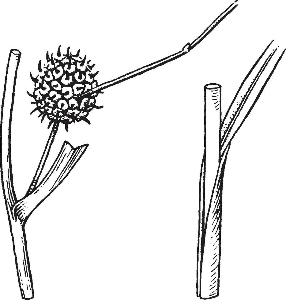 sparganium ancien illustration. vecteur