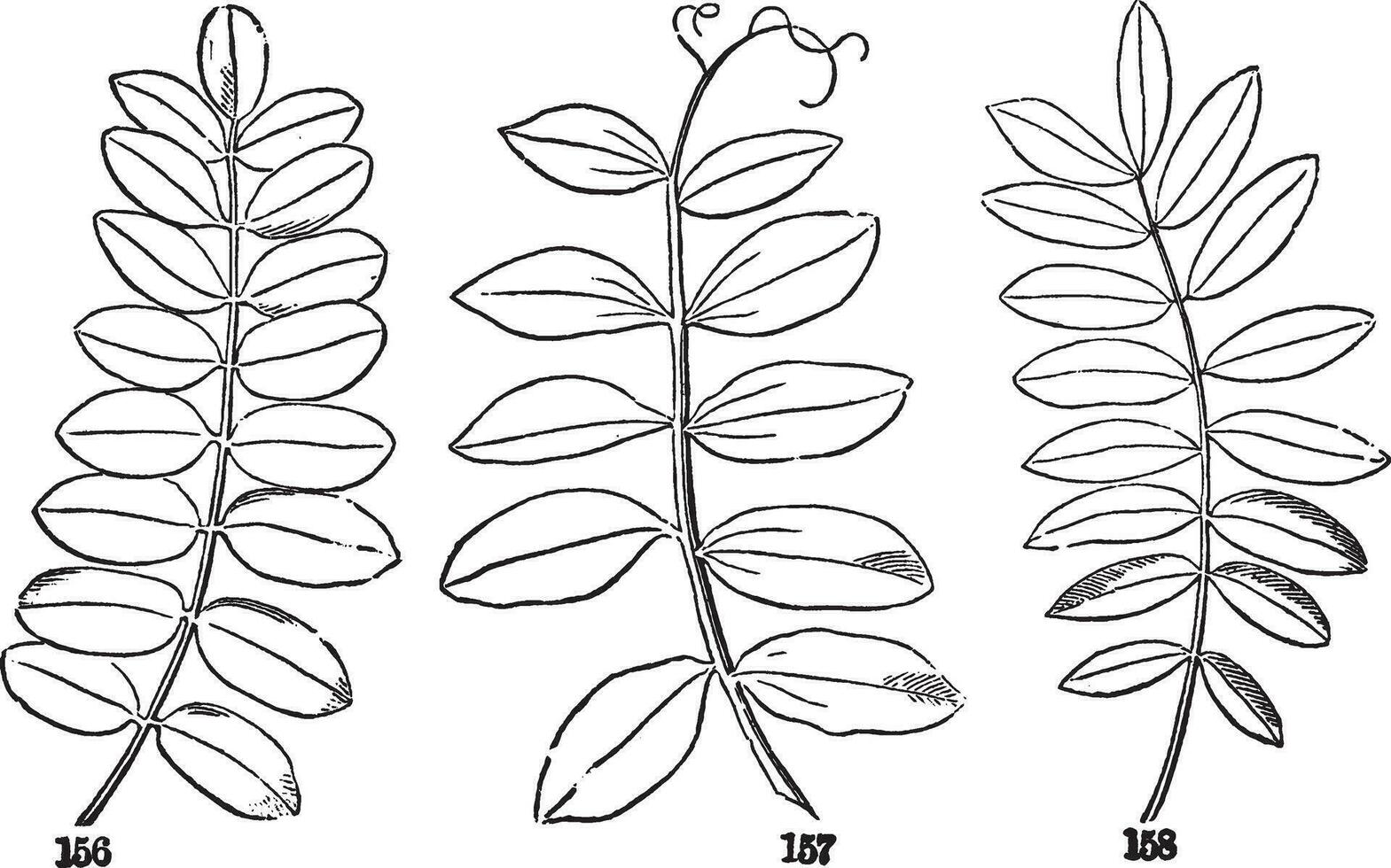 penné feuilles ancien illustration. vecteur