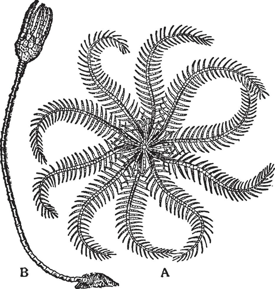 rosé plume mer étoile, ancien illustration. vecteur