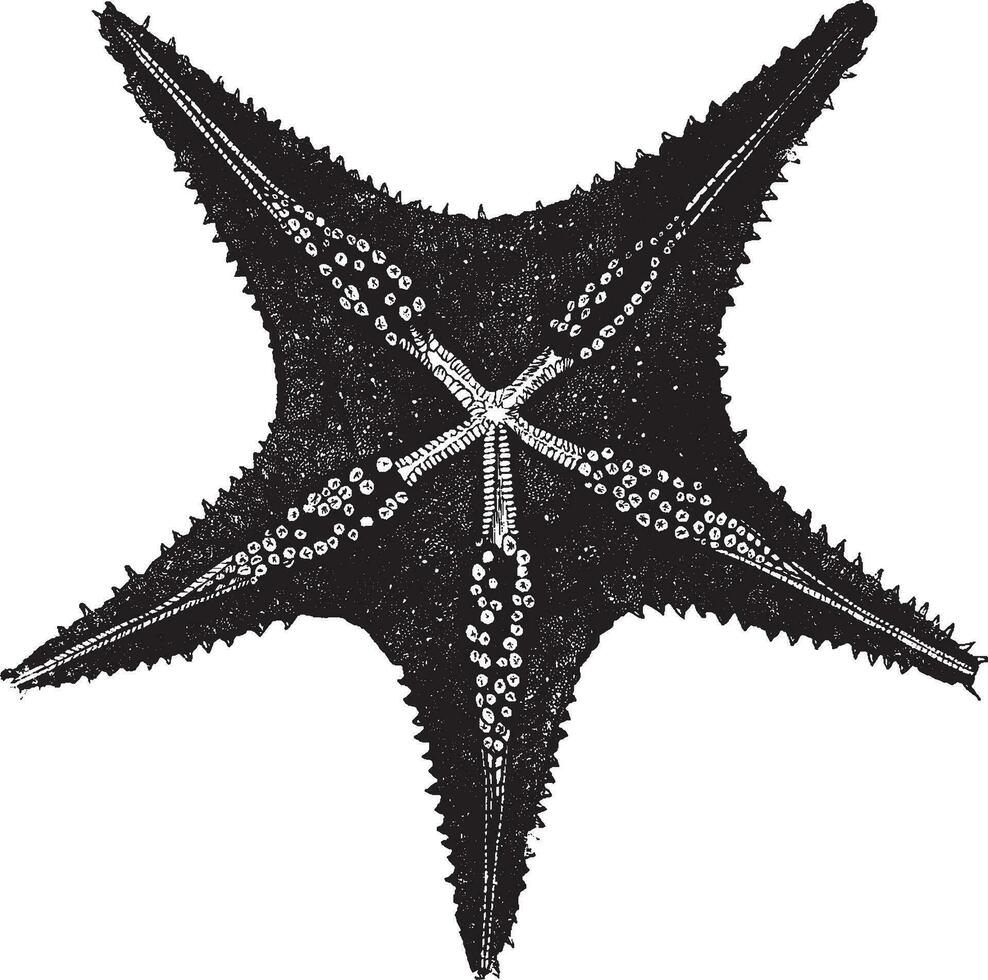 dessous de une étoile de mer, ancien illustration. vecteur
