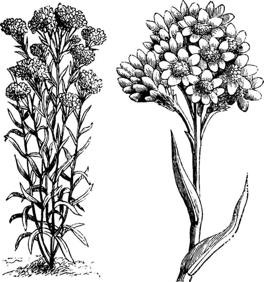 habitude et détaché inflorescence de héliptère humboldtianum ancien illustration. vecteur