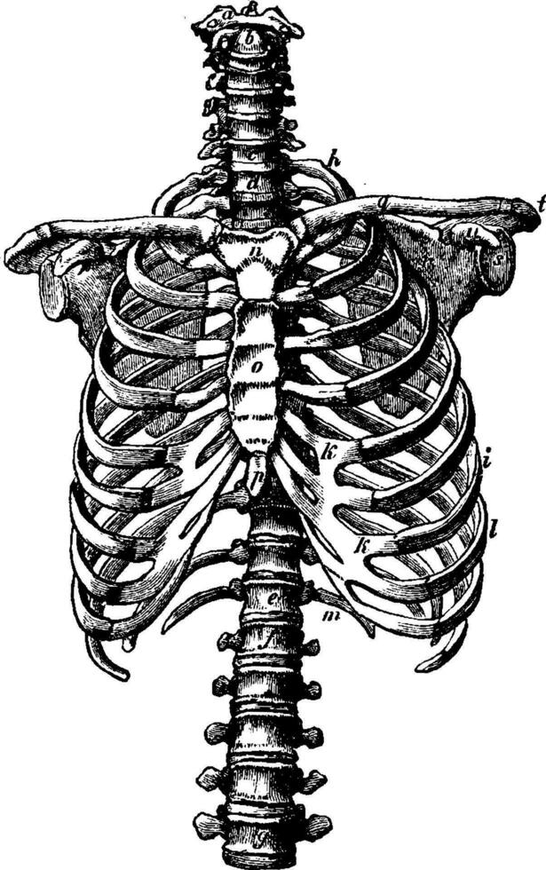 colonne vertébrale et nervure cage droits, ancien gravure. vecteur