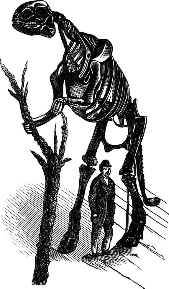 hadrosaure squelette ancien gravure vecteur