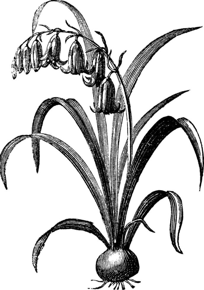 commun jacinthe des bois ou hyacinthoides non-scripta ancien gravure vecteur