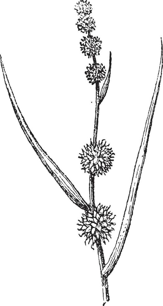 sparganium roseau, ancien gravure. vecteur